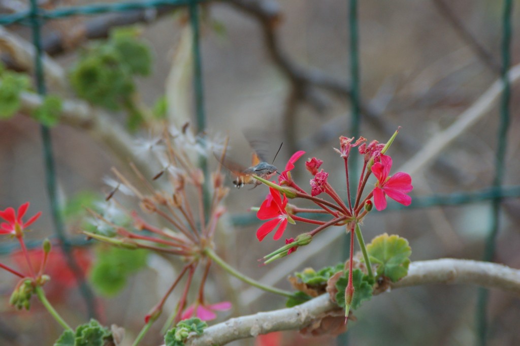 Macroglossum stellatarum